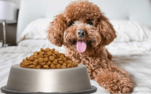 Top 10 bí mật bạn chưa biết về thức ăn khô cho chó