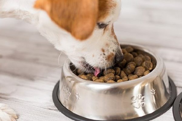 Những điều bạn cần lưu ý khi lựa chọn thức ăn cho thú cưng