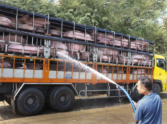 Đua nhau nuôi heo bán cho Trung Quốc