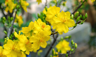 LANDSCAPING – SALE & RENTAL PLANTS (ORCHIDS & APRICOT PLANTS)