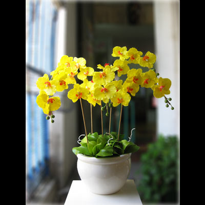 Hoa lan hồ điệp 5 cành 