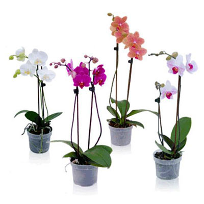 Hoa lan hồ điệp 2 cành 