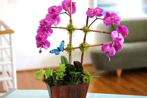 Hoa lan hồ điệp 2 cành 