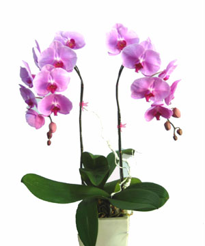 Hoa lan hồ điệp 2 cành 