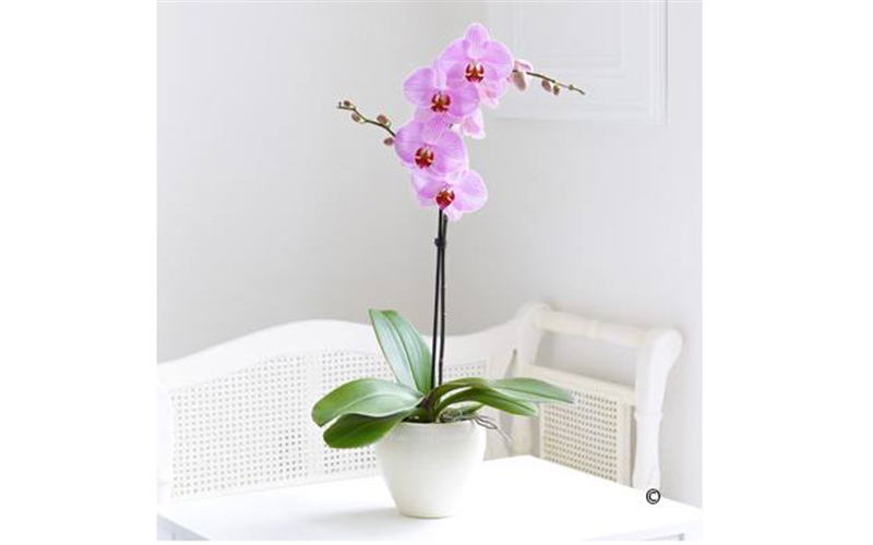 Hoa lan hồ điệp 1 cành
