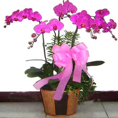 Hoa lan hồ điệp 4 cành